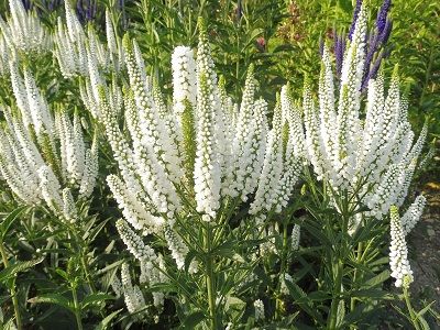 VERONIKA GARLAPU / VERONICA LONGIFOLIA „FIRST LADY