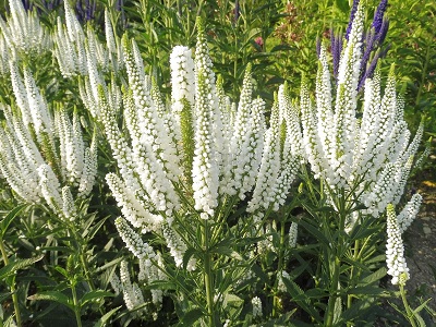 VERONIKA GARLAPU / VERONICA LONGIFOLIA „FIRST LADY