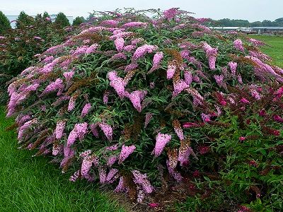 ​DĀVIDA BUDLEJA / BUDDLEJA DAVIDII „PINK CASCADE” _siguldasdarznieks