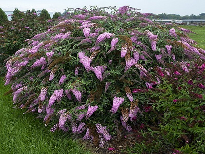 ​DĀVIDA BUDLEJA / BUDDLEJA DAVIDII „PINK CASCADE” _siguldasdarznieks