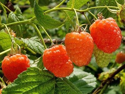 RUBUS IDAEUS "VALENTINA"