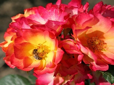 FLORIBUNDROZE  SUMMER OF LOVE