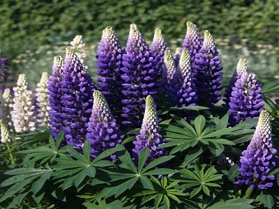 LUPĪNA DAUDZLAPU / LUPINUS POLYPHYLLUS „LEGENDARY BLUE SHADES”