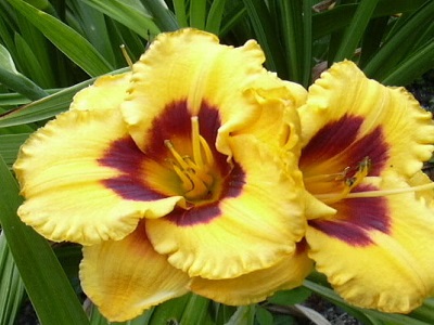 ​DIENZIEDE / Hemerocallis „BLACKBERRY CANDY”