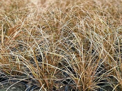 GRĪSLIS PĀTAGU / CAREX FLAGELLIFERA „AURUGA”