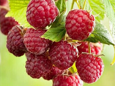 RUBUS IDAEUS „OTTAWA”