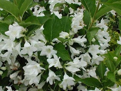 ​VEIGELA KRĀŠŅĀ /WEIGELA FLORIDA „CANDIDA”