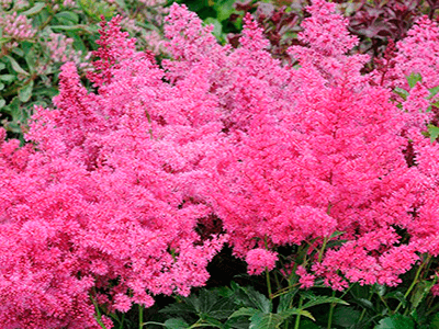 ASTILBE ARENDSII „ASTARY ROSE”