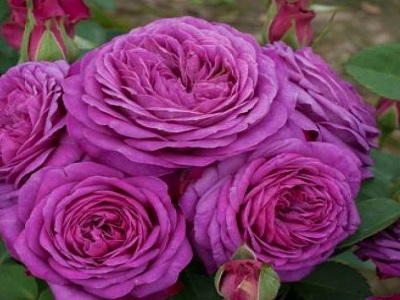 floribundroze_​HEIDI KLUM ROSE_roosa_siguldasdarznieks_rožu stādi-rozes