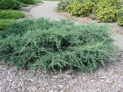 ​KADIĶIS VIRDŽĪNIJAS / Juniperus virginiana „GREY OWL”