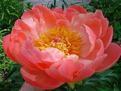 PEONIJA HIBRĪDĀ / Paeonia hybride „CORAL CHARM”