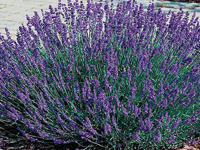 LAVANDA ŠAURLAPU „HIDCOTE BLUE STRAIN”