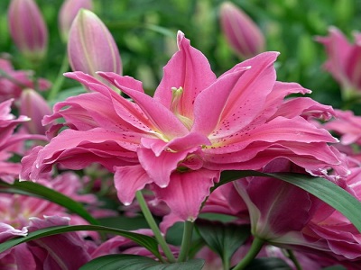 ​LILIJA AUSTRUMU -PODU / LILIUM OR „ROSELILY MILA”