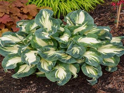 ​HOSTA „HANS”