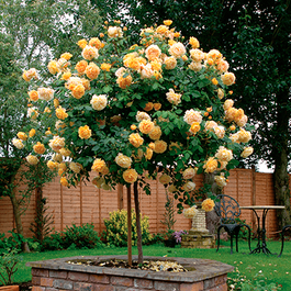 Augststumbra rozes