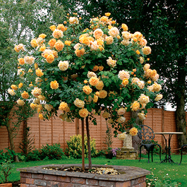 Augststumbra rozes