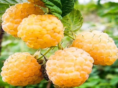 ​RUDENS AVENE / Rubus idaeus „APRIKOSOVAJA”