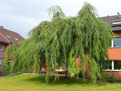 BĒRZS ĀRA / Betula pendula „TRISTIS”