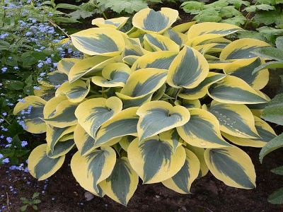 ​HOSTA „AUTUMN FROST”