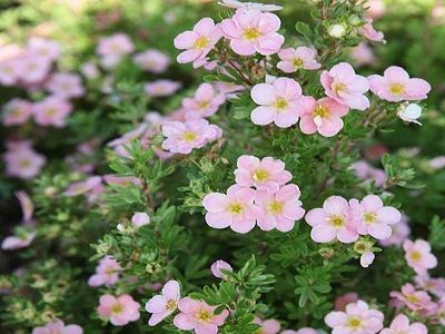 ​KLINŠROZĪTE PARASTĀ / Potentilla fruticosa „PINK BEAUTY”