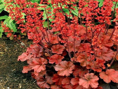 HEIHĒRA / HEUCHERA X HYBRIDA „CHERRY COLA”