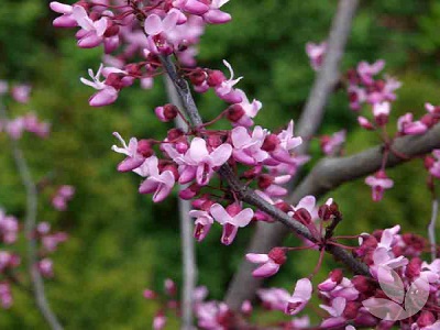 KANĀDAS JŪDAS KOKS  / Cercis canadensis “FOREST PANSY”