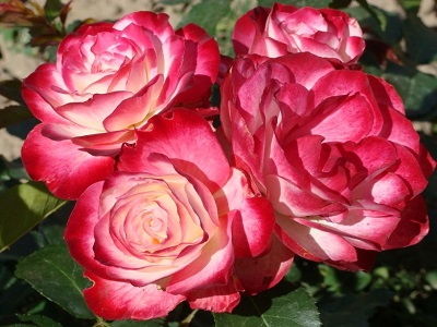 ROZE JUBILE DU PRINCE DE MONACO