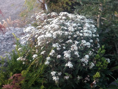 KRASTKAŅEPE RIEVAINĀ  / EUPATORIUM RUGOSUM „CHOCOLATE”