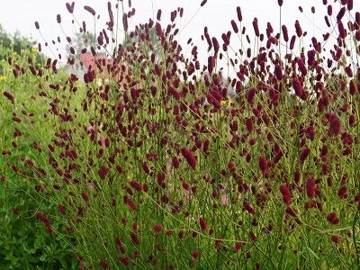 BRŪNVĀLĪTE ĀRSTNIECISKĀ_cangshan cranberry-ziemcietes_stādi_stādaudzētava_siguldasdarznieks