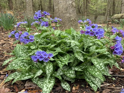 ​LAKACIS / Pulmonaria x hybrida „TREVI FOUNTAIN” lakacis_daudzgadīgi stādi dārzam _ stādaudzētava vidzemē_liela stādu izvēle