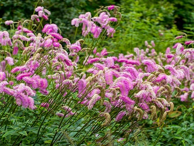 BRŪNVĀLĪTE   /  SANGUISORBA „PINK BRUSHES”