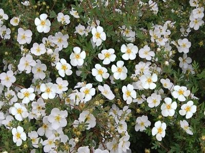 ​KLINŠROZĪTE PARASTĀ / Potentilla fruticosa „ABBOTSWOOD”