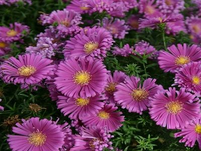 ​ZIEMASTERE SPILVENVEIDA / ASTER DUMOSUS „ISLAND TONGA”