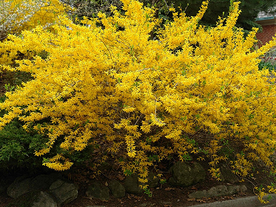 ​FORSĪTIJA VIDĒJĀ / FORSYTHIA x INTERMEDIA „GOLDZAUBER”