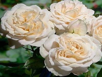 ROZE LIONS ROSE