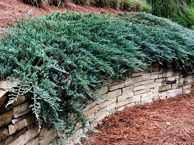 ​KADIĶIS KLĀJENISKAIS / Juniperus horizontalis „BLUE CHIP” / BLUE MOON