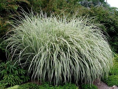 MISKANTE ĶĪNAS / MISCANTHUS SINENSIS „RIGOLETTO”-smilgas-graudzāles_siguldasdārznieks