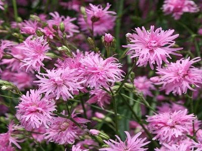 PĻAVAS SPULGNAGLENE /LYCHNIS flos-cuculi “JENNY”