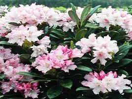 ​RODODENDRS / RHODODENDRON „POHJOLA,S DAUGHTER”