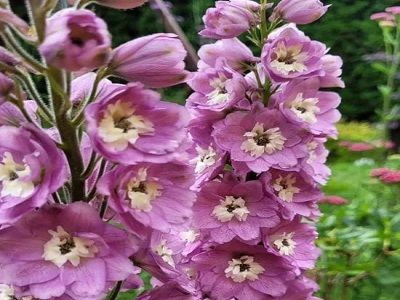 DELFĪNIJA DĀRZA / DELPHINIUM CULTORUM „MAGIC FOUNTAINS LILAC PINK/WHITE BEE”