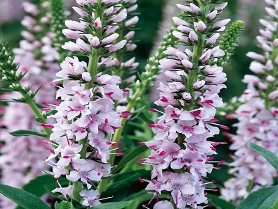 ​VERONIKA HIBRĪDĀ / VERONICA HYBRIDE „PINK HARMONY” daudzgadīgi stādi_stādi dobēm_stādi dārzam_viss dārzam_