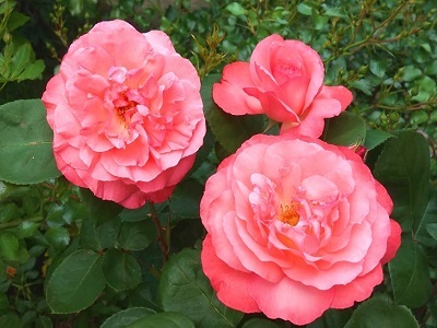 roze AACHENER DOM - rožu stādi- tējhibrīdroze