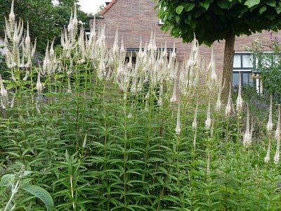 VERONIKA VIRDŽĪNIJAS / VERONICASTRUM VIRGINICUM „DIANE”