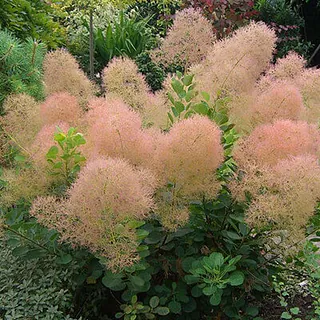 Parūkkoks
