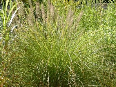 ​GRĪSLIS CEKULAINAIS / CAREX COMANS „PHOENIX GREEN”-siguldasdarznieks