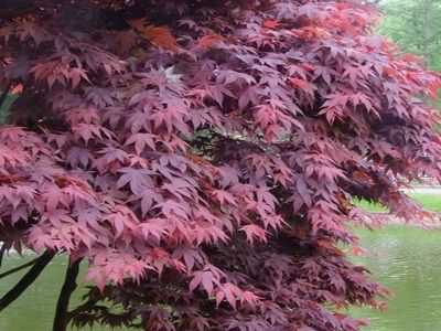 KĻAVA VĒDEKĻU / Acer palmatum „ATROPURPUREUM”