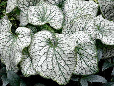  BRUNNERA LIELLAPU „ALEXANDERS GREAT”