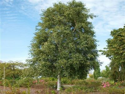 BĒRZS ĀRA/ BETULA PENDULA „FASTIGIATA”