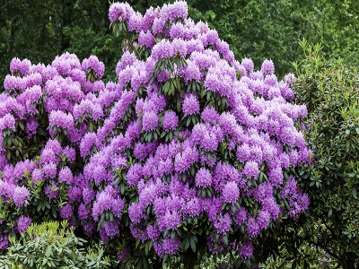 ​RODODENDRS / Rhododendron „ROSEUM ELEGANS”