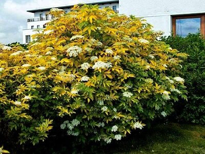 PLŪŠKOKS MELNAIS /  Sambucus nigra `AUREA`